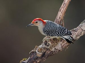 Red bellied woodpecker.
