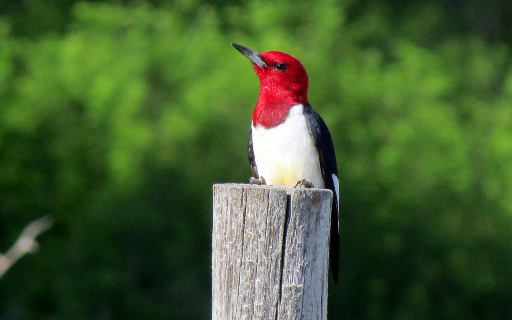 Red-headed Woodpecker These birds can be seen nesting and foraging in dead trees and rotting logs at the prairie's edge. © NickVarvel, CC BY 2.0