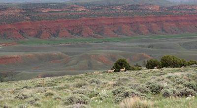 Mule deer traverse a ridge with a red canyon in the background. 