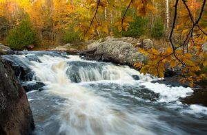 Water rushes over large boulders in a river lined by evergreens and trees yellow with fall color.