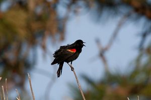A male red winged blackbird is singing while resting on a branch. 