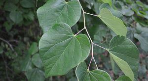 Green, heart-shaped leaves.