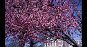 Dark pink blossoms cover a tree's branches.