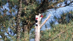 Two red headed woodpeckers search for food at the top of a tree snag.