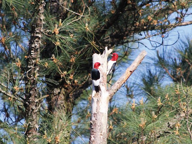 Red headed woodpeckers