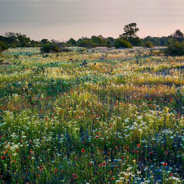 Landscape of native wildflowers at the Pontotoc Ridge Preserve in Oklahoma.