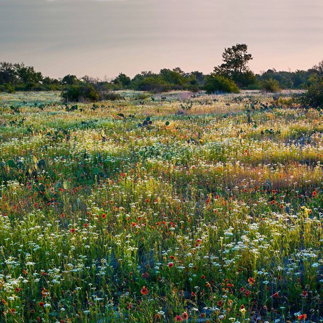 Landscape of native wildflowers at the Pontotoc Ridge Preserve in Oklahoma.