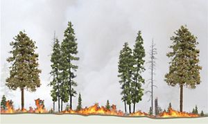 A low intensity fire moves along the ground beneath tall evergreen trees.