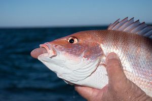 A red fish's tongue emerges from its mouth. 