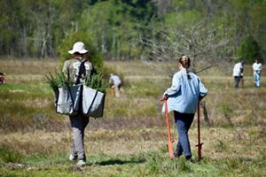 Two people walking along a path carrying red spruce seedlings.