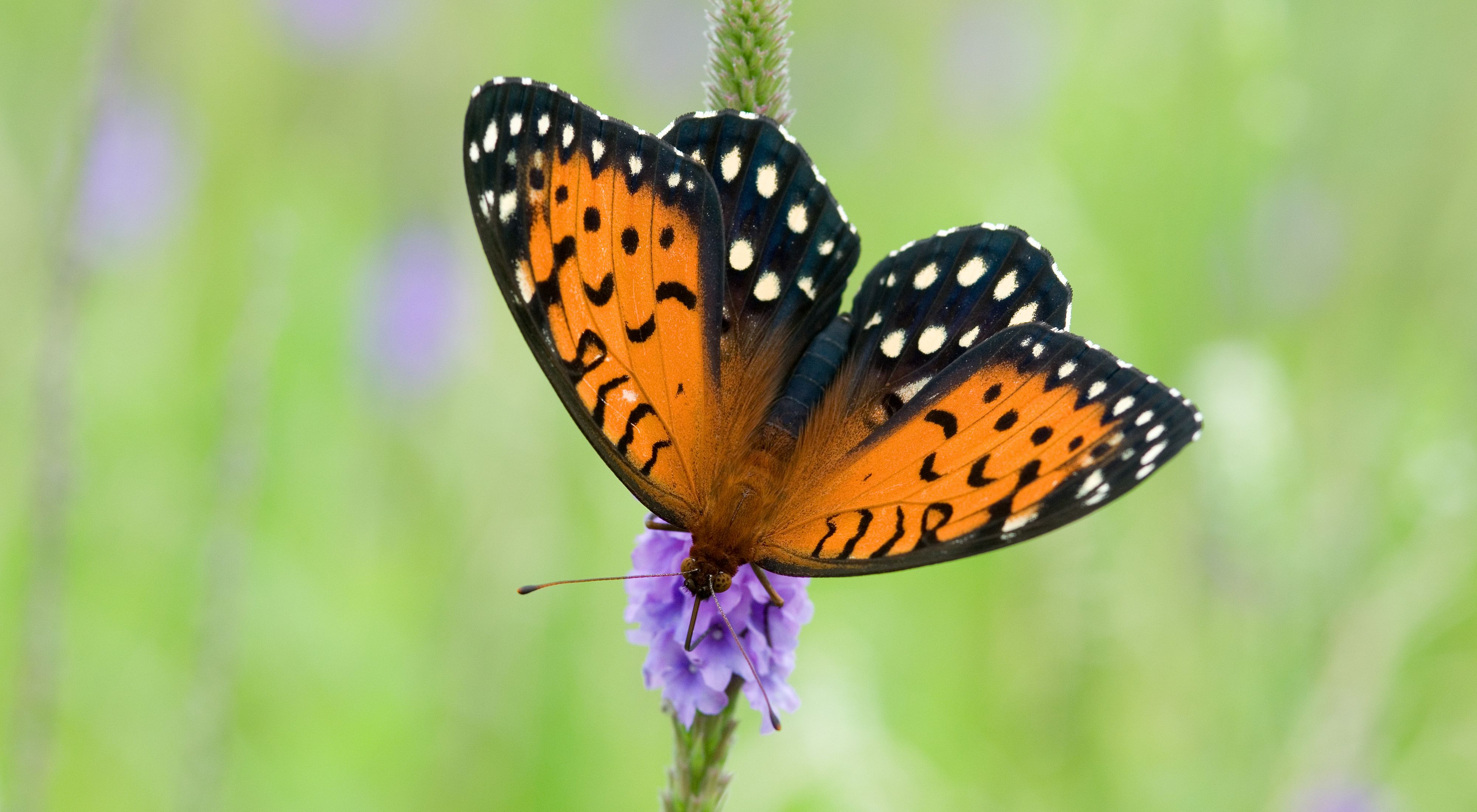 A regal fritillary butterfly feeding on nectar from a flower.