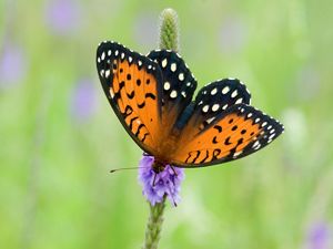 A regal fritillary butterfly drinking nectar from a flower.