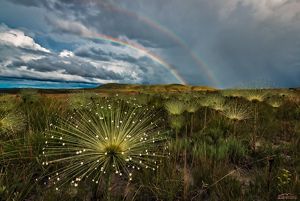 Close up view of Cerrado grassland, with rainbow behind
