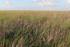 A field of prairie grasses with purple flowers sways in the wind.