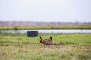 A bird with an orange head and brown feathers.