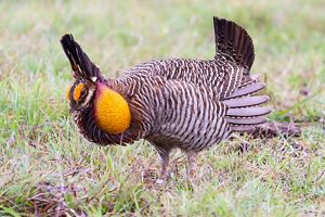 A bird with an orange face and air sac with brown and white mottled feathers.