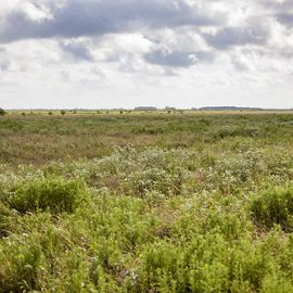 Flat prairie under a gray, cloudy sky.