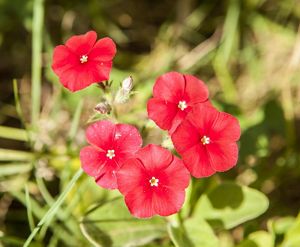 A closeup of five deep red flowers blooming in the sunlight.