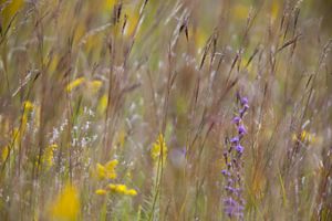 Prairie grasses swaying in the wind.