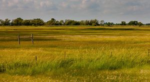 An expansive view of a field of golden prairie grasses with groves of trees in the background.
