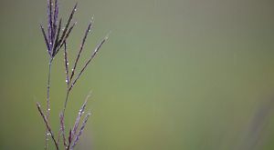 A muted background brings attention to a close-up of a fragile purple plant covered in dew.