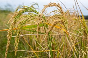 Stalks of a rice plants in a field of rice.