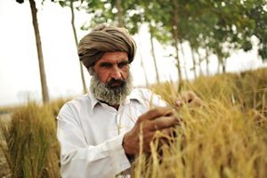 a man inspects grain crops