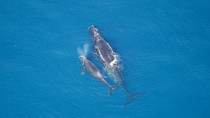 Critically endangered right whale with calf swims in the ocean.