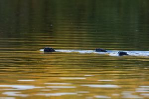 Three otters swimming in a pond that is yellow from reflected light. 