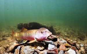 A fish moves a pebble at the bottom of a river.