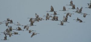 A flock of large gray cranes in flight.