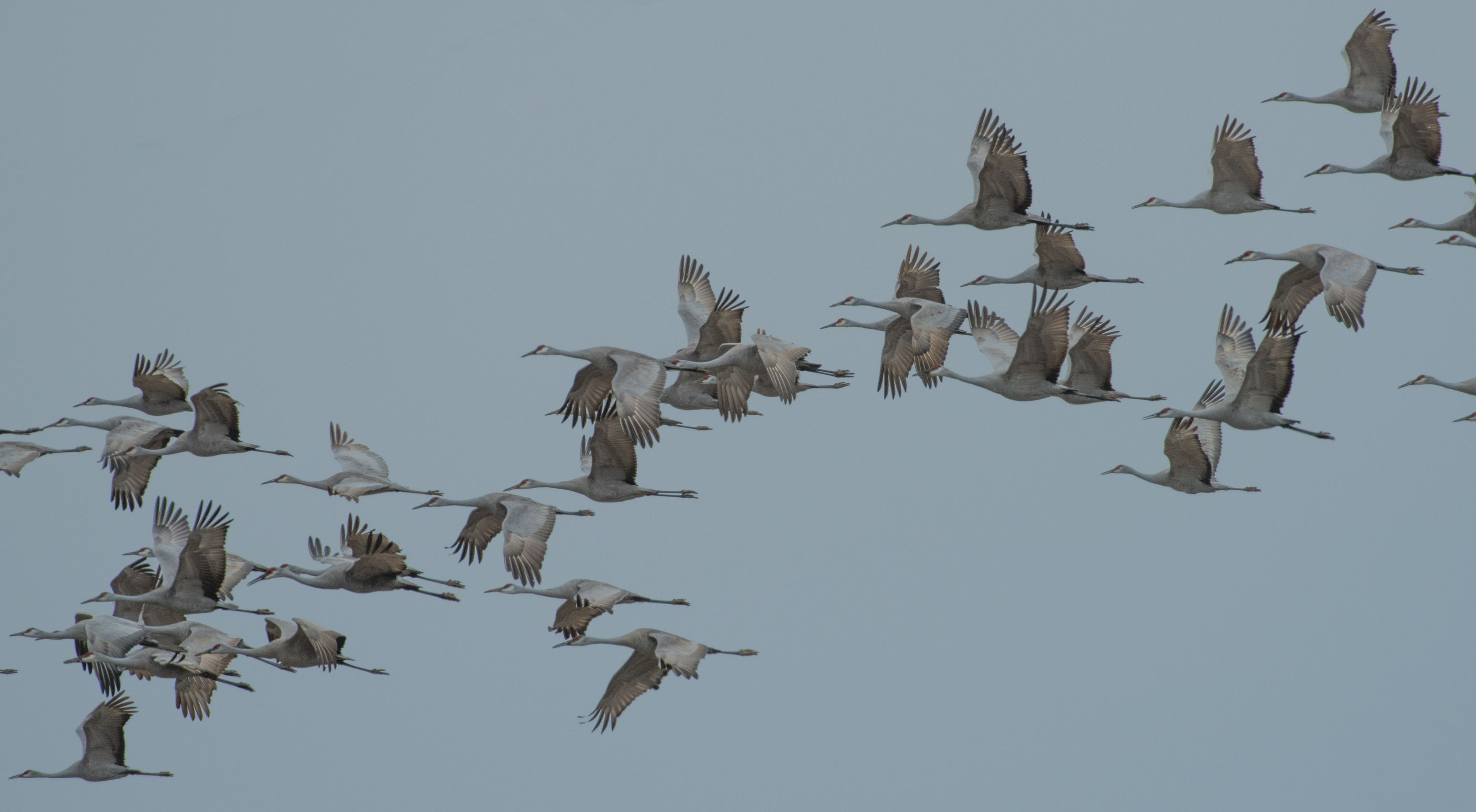A flock of large gray cranes in flight.