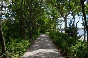 A wide dirt trail winds through a forest.
