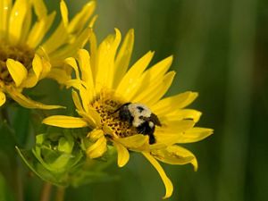 Bee crawling on a yellow rosinweed flower 