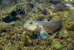 A small grey-brown fish resting on the rocky bottom of a body of water. 