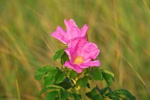 Two pink roses in sharp focus with a greenish, blurry background of waving beach grasses.