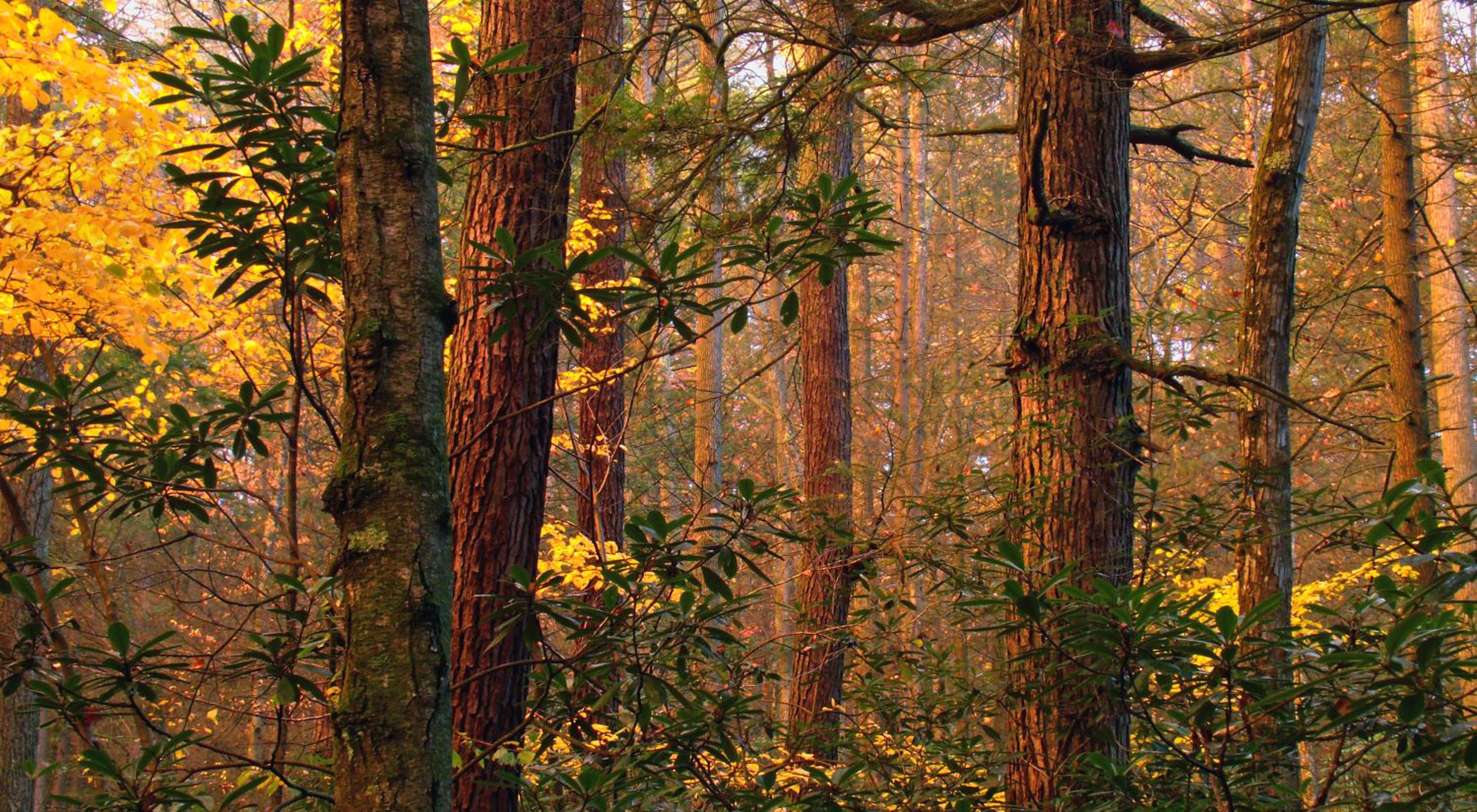 A golden sun touches on tall, narrow, fall colored trees in a forest. 