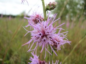 Pink rough blazing star flowers on a green stalk in a meadow.