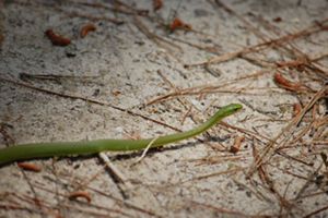 A small green snake slithers across the sandy floor of a wooded area.