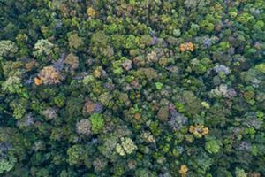 Visão aérea de vegetação nativa no Cerrado.