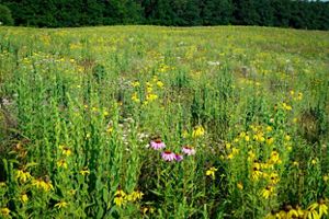 The restored Grand River Fen prairie, flourishing with native plants. 