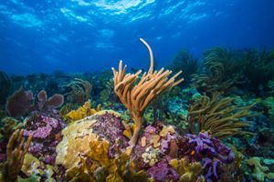 An underwater shot of coral reefs in the Caribbean.