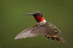 A ruby-throated hummingbird in flight.