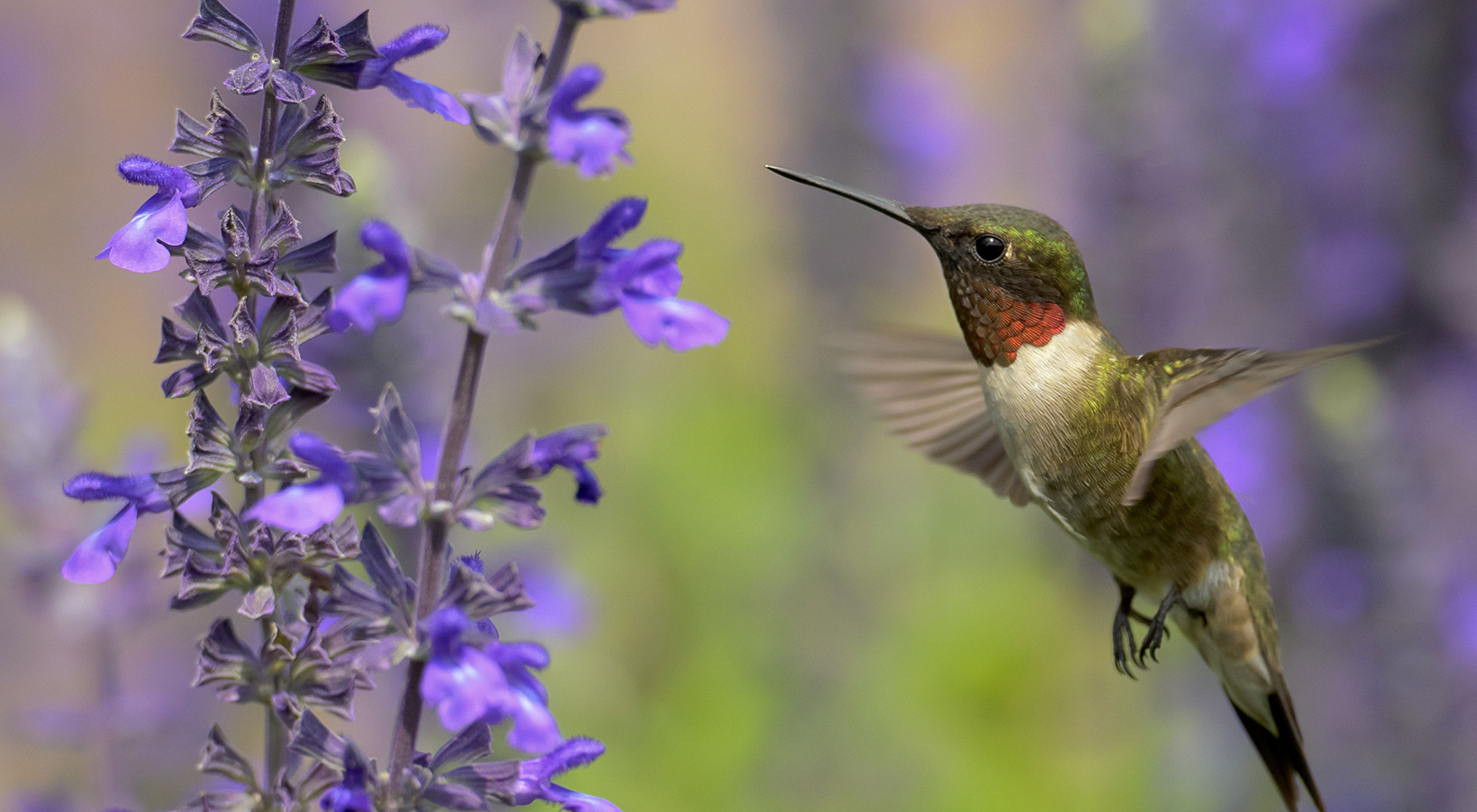 A ruby throated hummingbird with an irridescent green head hovers next to a long stemmed plant with purple flowers. 