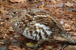A small, brown and white bird stands on ground covered in leaves.