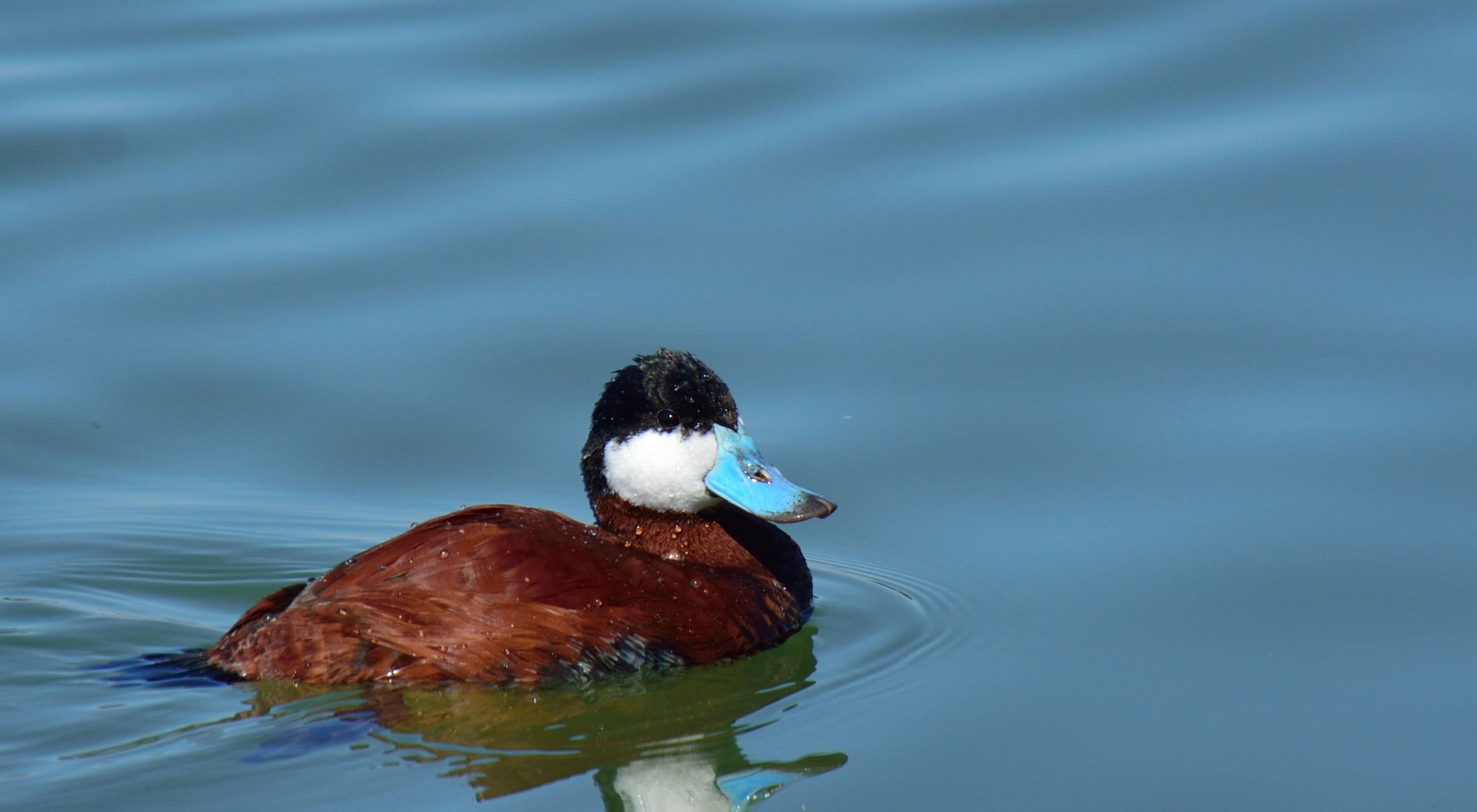 Ruddy duck swimming.