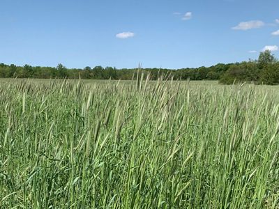 Tall rye grass grows in an open field under a bright blue sky.