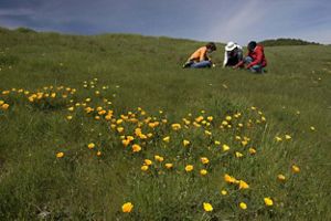 TNC staff examine a coastal grassland filled with California poppy flowers on The Nature Conservancy's Porter Ranch.  