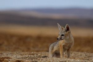San Joaquin kit fox, whose habitat occupies much of the San Joaquin Valley and a focal species for the Monterey County, San Joaquin River and Kaweah RCISs.