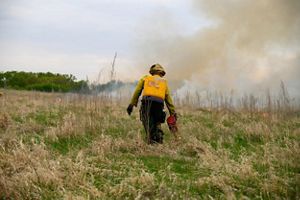 A fire technician pictured from behind holding a drip torch to a patch of grass.